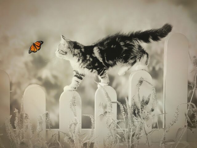 cat, butterfly, whimsical-2352807.jpg